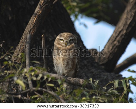 stock-photo-spotted-owlet-athene-brama-sitting-on-a-branch-36917359.jpg