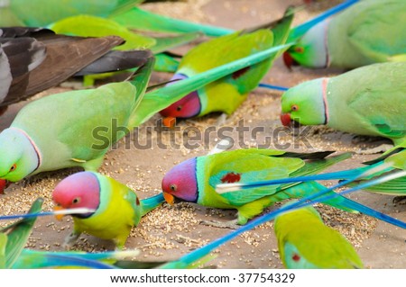 A group of Plum-headed and Rose-ringed Parakeets feeding on ground