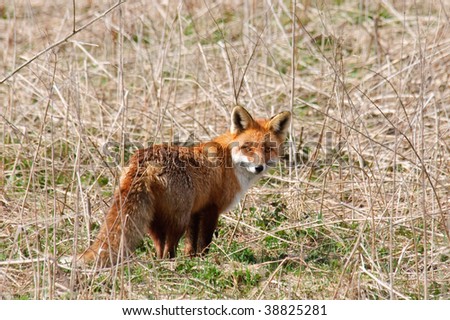 Red Fox Vulpes vulpes is standing in an abandoned meadow