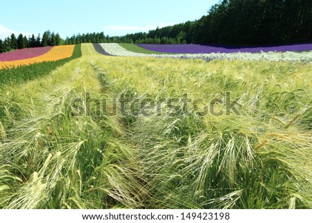 Rainbow flower fields with barley tails