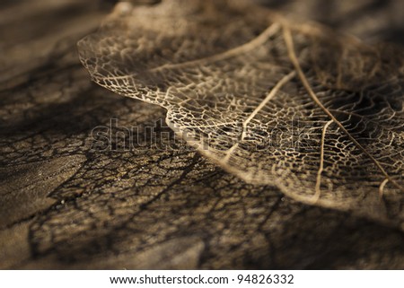 Skeleton Leaf