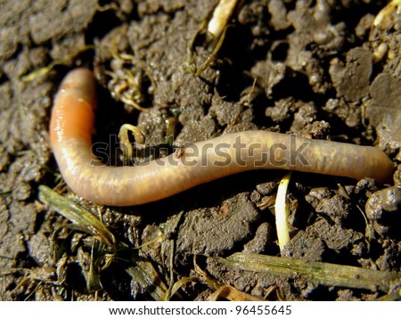 big earthworm in the earth