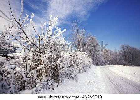 Winter scenery with frosted bush and trees next to a forest road on a sunny winter day with blue sky