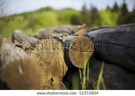 Cut tree trunks lying on ground with annual rings visible.