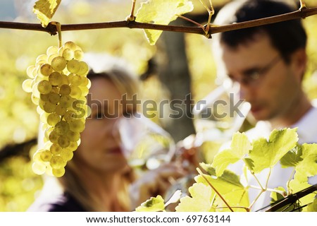 Close-up of bunch of green grapes hanging from vine in vineyard with blurred male and female winemaker in background holding glasses for wine tasting.