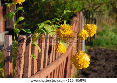 wooden fence with yellow flowers and foliage