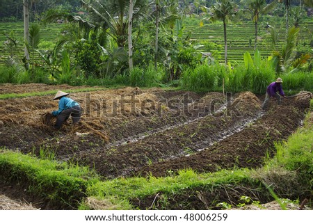 Two Asian people working in their rice-field