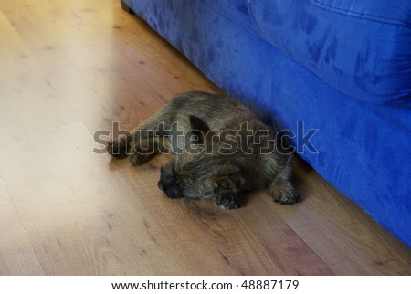 A very young puppy sleeping on the floor in front of a blue sofa.
