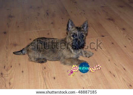 Young puppy on a wood floor with his blue toy