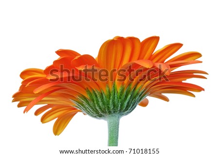 Daisy+flower+with+stem