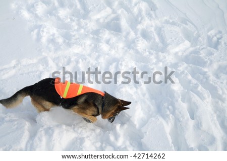 If you are buried in an avalanche, who could imagine a more welcome sight that this dog!