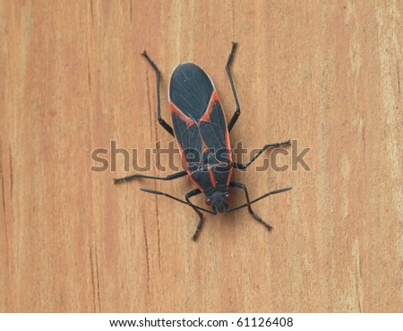 Macro of a Box Elder Bug on Wood