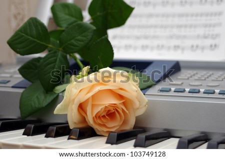 One rose on a piano