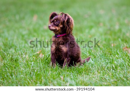 beautiful small dog on green herb