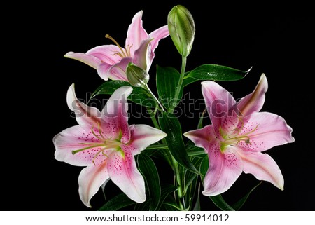 Beautiful Lilies