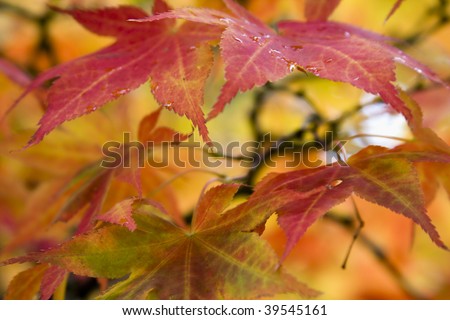 Colorful Foliage during the Autumn season.