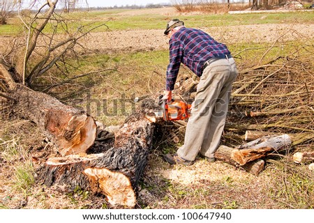 broken tree cutting near the ground