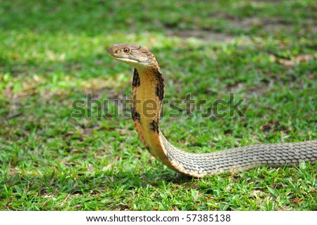 The Deadly King Cobra Snake 