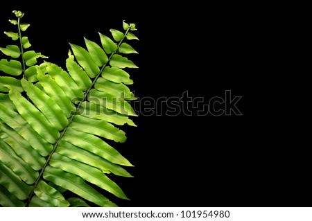 green fern fronds as background