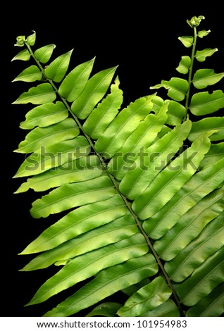 green fern fronds as background