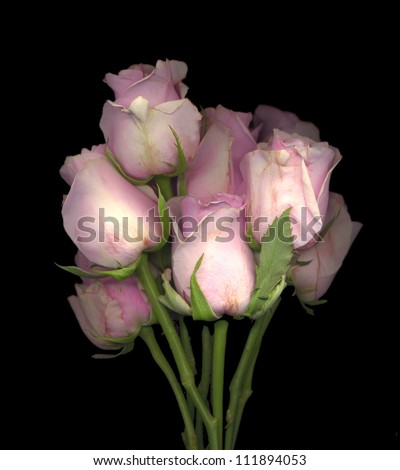 pale pink roses on black background