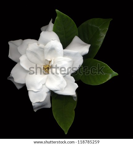 large white gardenia flowers with green leaves on black background