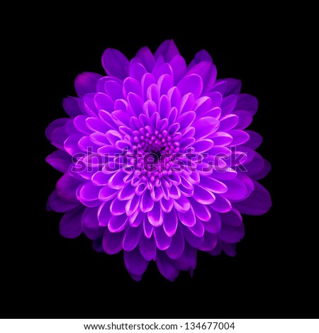 Purple Chrysanthemum on black background