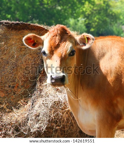 single jersey cow eating hay on island of jersey, united kingdom