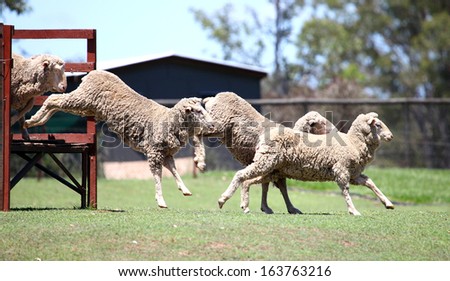 a flock of sheep jumping off a bridge in a paddock in a sheep herding demonstration