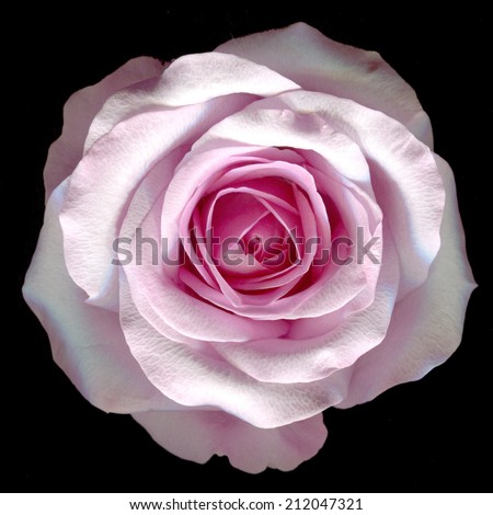 beautiful pink rose on a black background