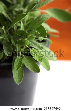Closeup of a leaves on a sage plant with white and wood background