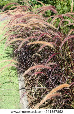 Beautiful delicate fox tail grass in queensland, australia
