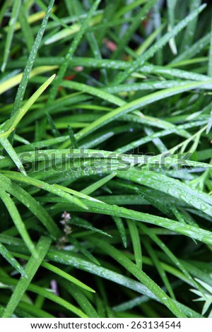 Vibrant green Australian Native Grass with water droplets on leaves