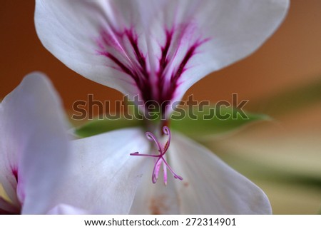 Closeup of white geranium flower