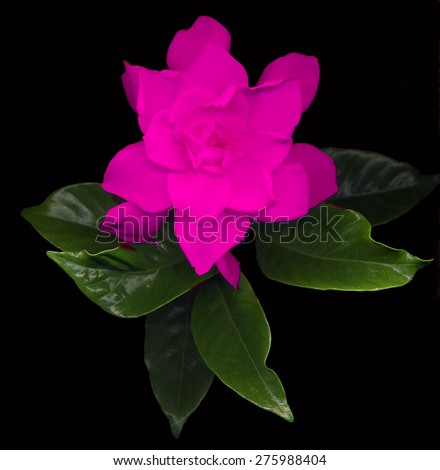 large pink gardenia flowers with green leaves on black background