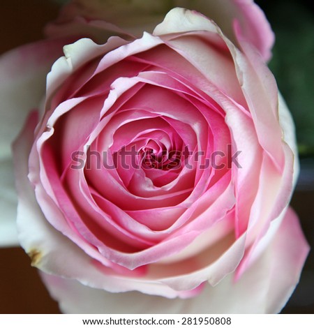 Beautiful pink and white roses on dark background