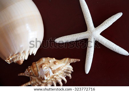 Beautifully shaped shells on a plain background