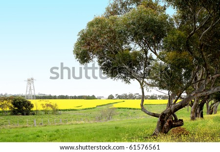 a field of canola with gum trees on right