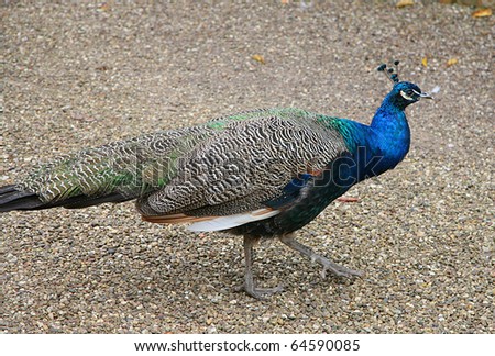 male peacock with feathers down