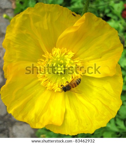 orange and yellow poppy outside in garden with bee