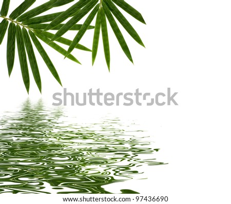 bamboo isolated on white background with reflection