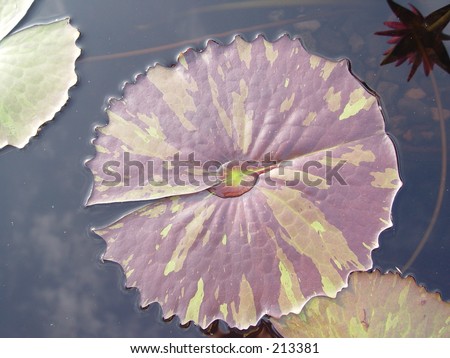 Lily Pad in Evening Light