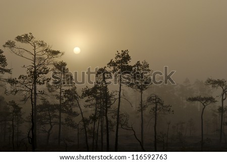 Foggy sunrise over a peat bog with small pines.