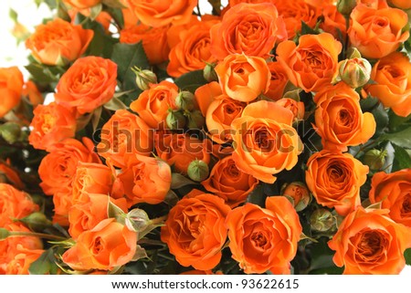 Close-up of a beautiful bouquet of orange roses. Isolated on white background