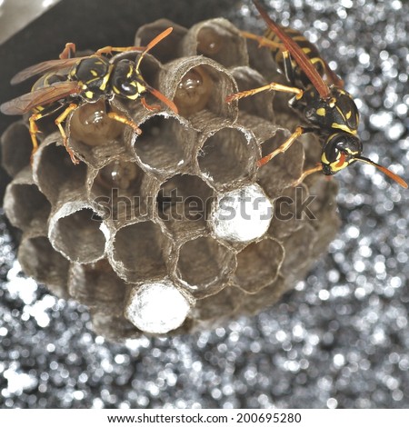 Wasps laying eggs