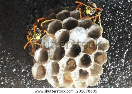 Wasps laying eggs