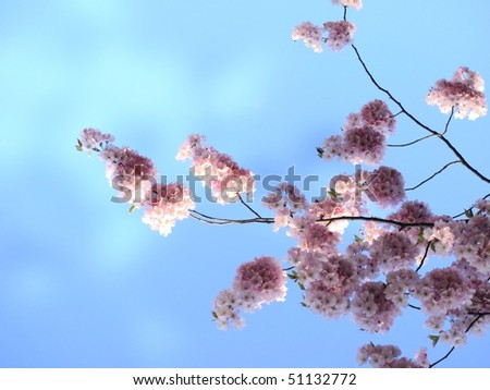 japanese cherry tree blossoms. japanese cherry tree blossoms.