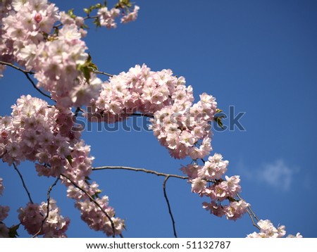 japanese cherry tree pictures. japanese cherry tree blossoms.