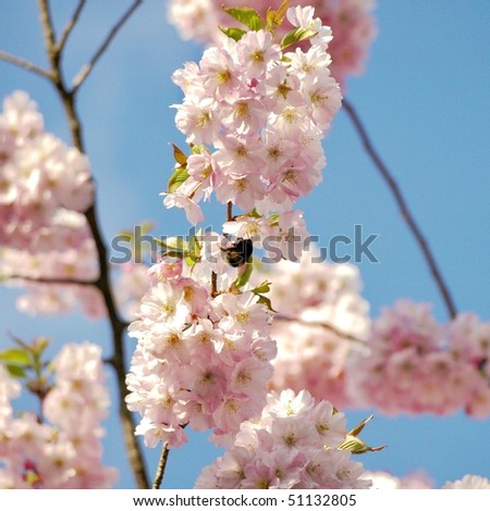 cherry tree blossom japan. cherry tree blossom japan.