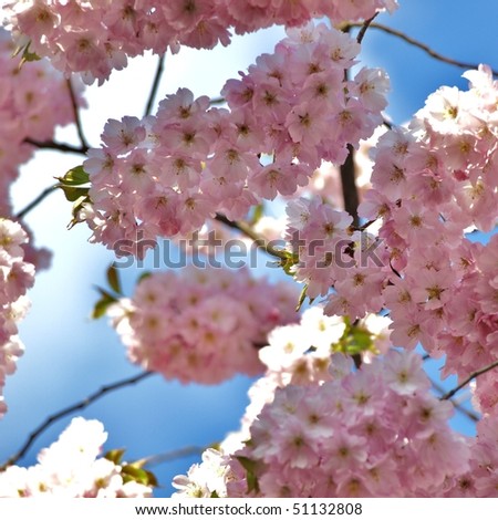 japanese cherry tree pictures. japanese cherry tree blossoms.